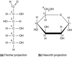 Fischer and Haworth projections of glucose