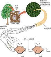 Cellulose structure and microfibrils