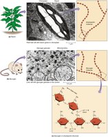 Starch and glycogen structure and storage