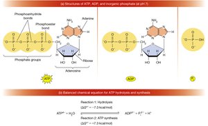 Structure of ATP, ADP, and phosphate