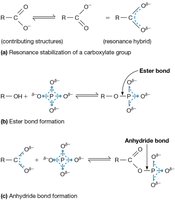 Resonance stabilization and bond formation
