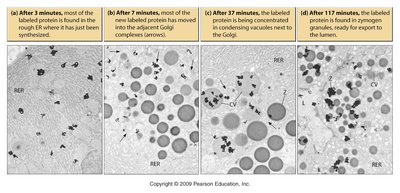 Micrographs showing radioactively labeled protein trafficking in secretory cells