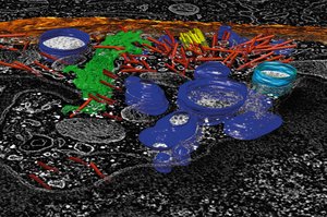 Electron micrograph highlighting endomembrane system organelles
