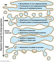 Glycosylation steps in the ER and Golgi