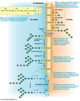 Detailed glycosylation pathway and processing