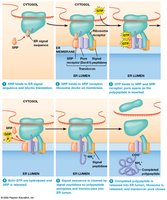 Mechanism of cotranslational import into the ER