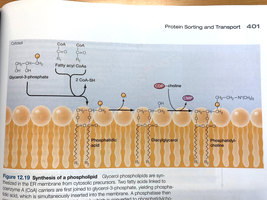 Synthesis of a phospholipid in the ER membrane