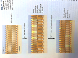 Phospholipid synthesis and flipping by flippases