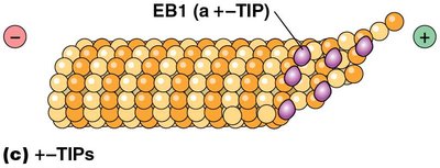 EB1 protein stabilizing microtubule plus end