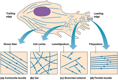Actin structures in cell: stress fibers, cortex, lamellipodium, filopodium