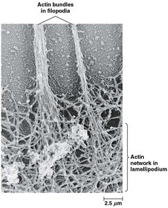Actin bundles in filopodia and actin network in lamellipodium
