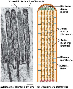 Microvilli and actin microfilaments in intestinal cells