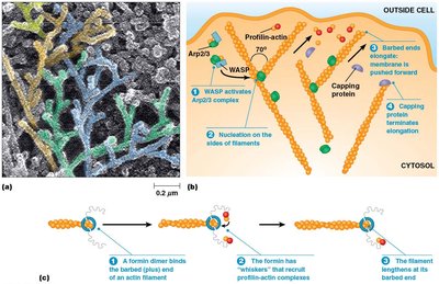 Actin branching and membrane association