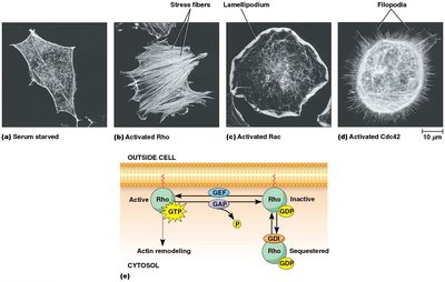 Rho GTPase regulation and actin remodeling