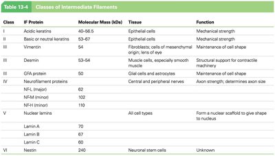 Classes of intermediate filaments table