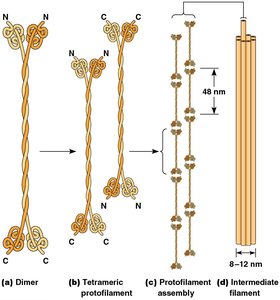Intermediate filament assembly: dimer, tetramer, protofilament, filament