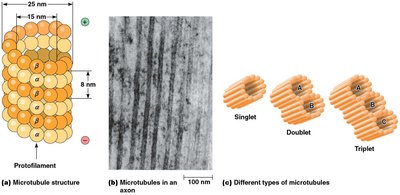 Microtubule structure and types: singlet, doublet, triplet