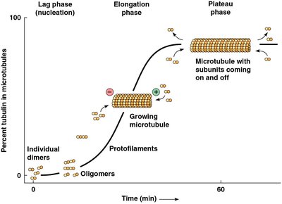 Graph of microtubule assembly kinetics