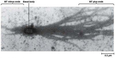 Microtubule growth from basal body showing plus and minus ends