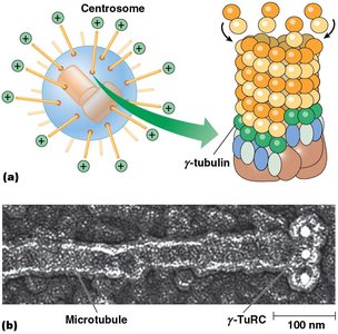 Centrosome and γ-tubulin ring complex nucleating microtubule assembly
