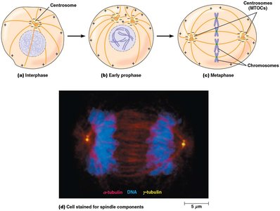Microtubule organization during cell division