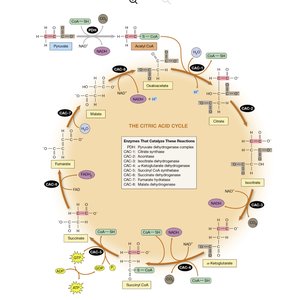 Citric Acid Cycle diagram showing intermediates, enzymes, and coenzyme yields