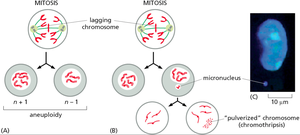 Diagram showing chromosome segregation defects and aneuploidy