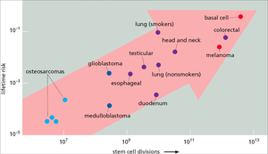Graph showing correlation between stem cell divisions and cancer risk