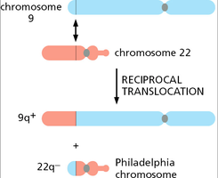 Diagram of reciprocal translocation forming the Philadelphia chromosome