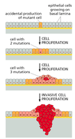 Diagram showing clonal evolution in tumor development