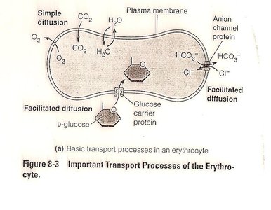 Basic transport processes in an erythrocyte