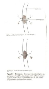 Cotransport: symport and antiport