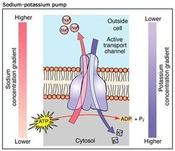 Sodium-potassium pump