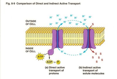 Comparison of direct and indirect active transport