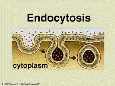Endocytosis