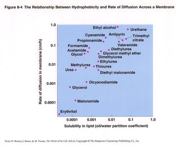 Relationship between hydrophobicity and rate of diffusion across a membrane