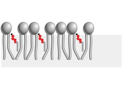 Cholesterol fills spaces between phospholipids