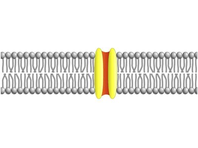 Ion channel in lipid bilayer