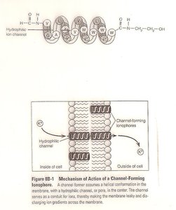 Mechanism of action of a channel-forming ionophore