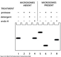 Electrophoretic analysis of protein translocation and processing