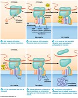 SRP-mediated co-translational import mechanism