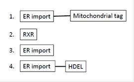 Diagram of protein targeting signals and destinations