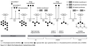 Pathway for processing N-linked oligosaccharides