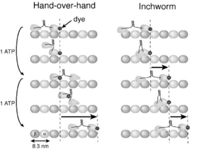 Hand-over-hand and inchworm models of kinesin movement