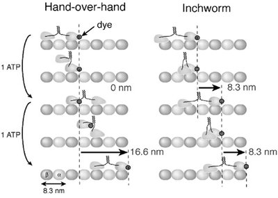 Diagram of cytoplasmic dynein and dynactin complex