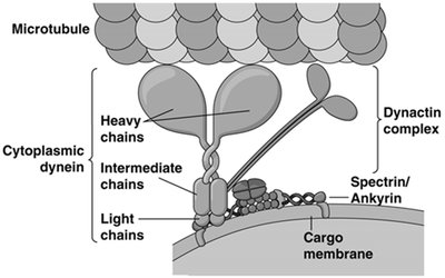 Diagram of vesicle transport by kinesin and dynein on microtubules