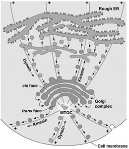 SEM of cilia on a mammalian trachea cell