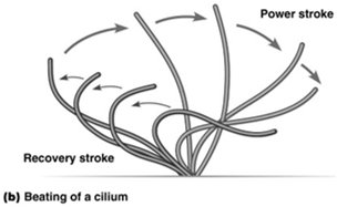 Diagram and cross-sections of cilia and axoneme structure