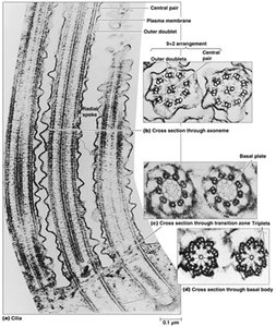Cross-section of axoneme showing 9+2 microtubule arrangement