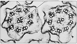 Dynein walking on microtubules generates sliding force